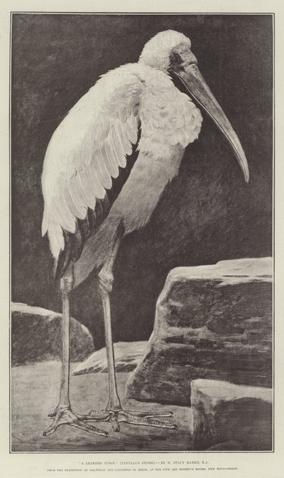 Un juge érudit (Tantalus Stork), de l